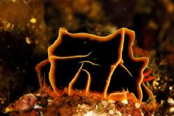 a very funky looking nudibranch,shot in puerto galera,phi... by Parvin Dabas 